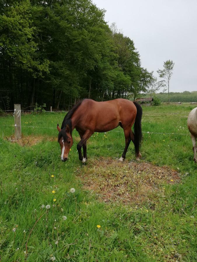 Апартаменти Tankefuld Living'S Horsefarm Свеннборг Екстер'єр фото